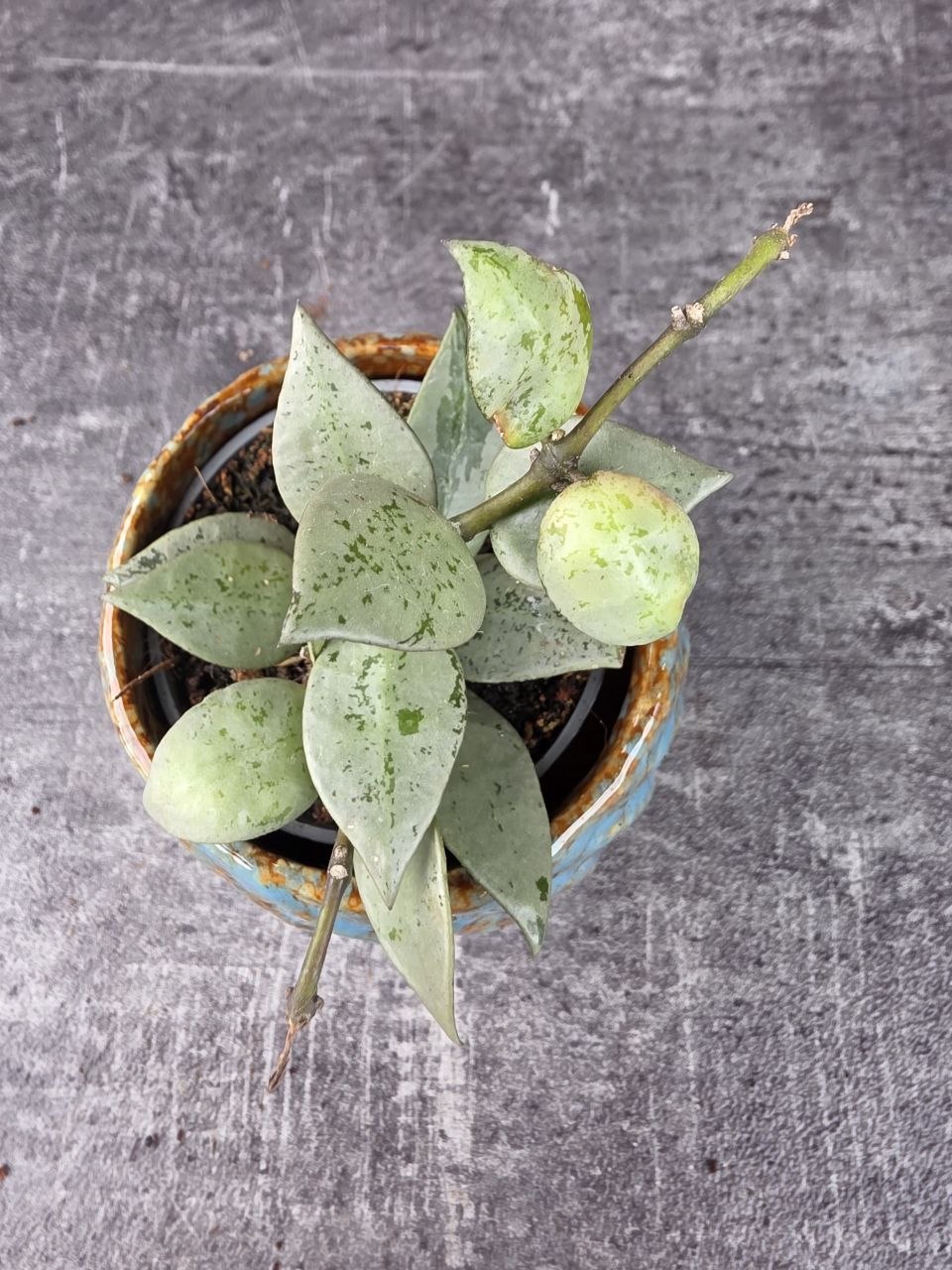 Hoya Eskymo mini